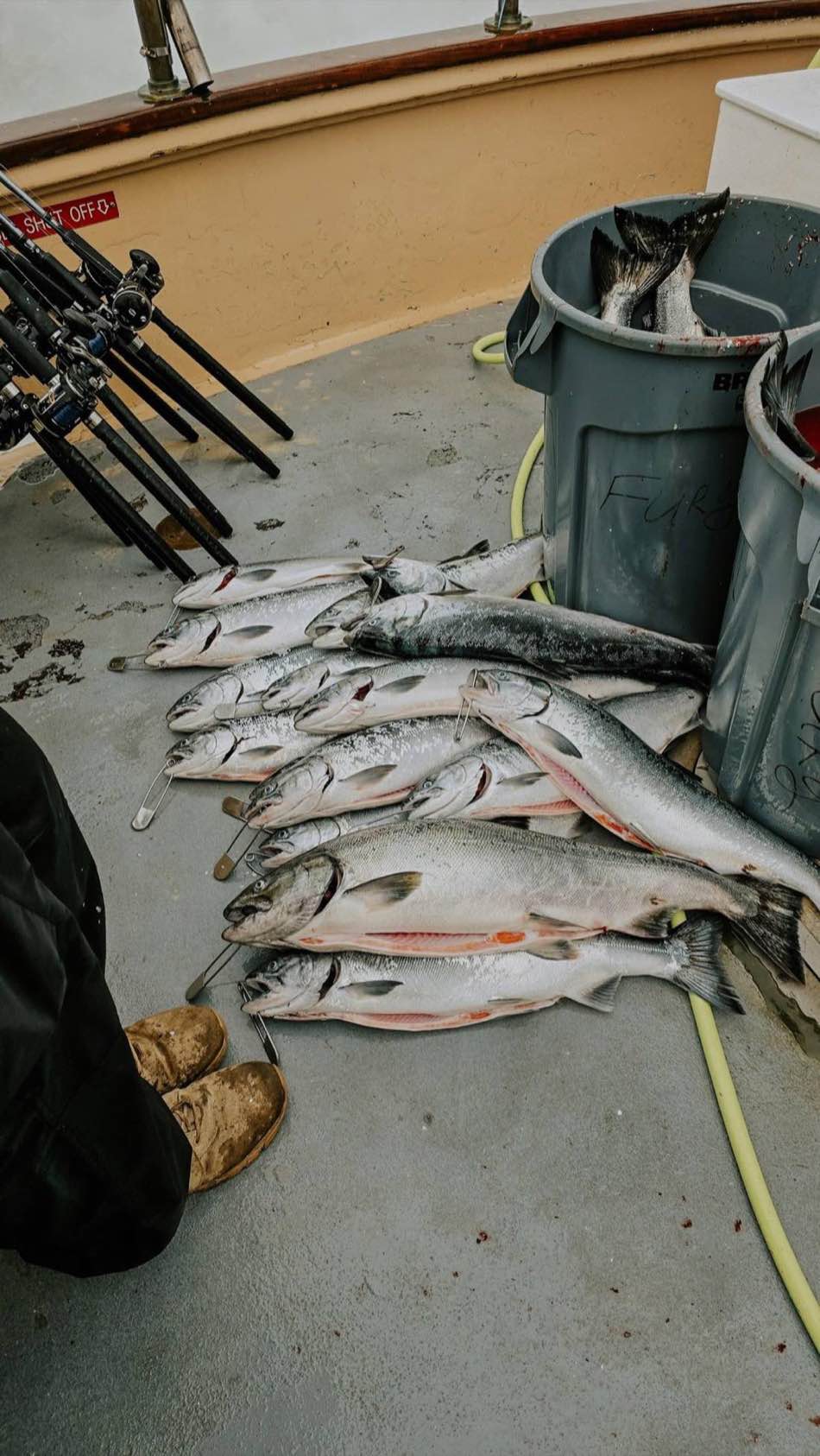 A limit of bright salmon laid out on a charter deck beside the rod rack