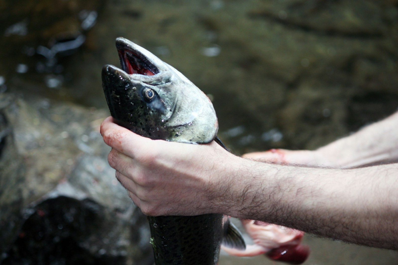 Angler holding a dark-backed chinook salmon over the water